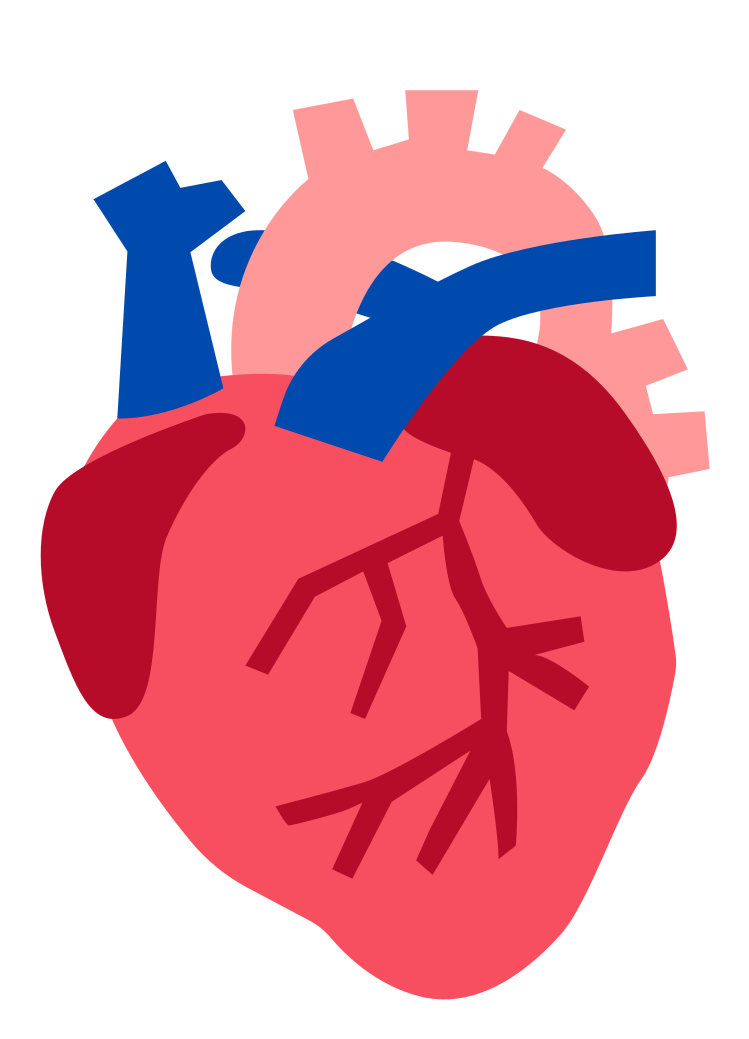 Anatomical heart illustration