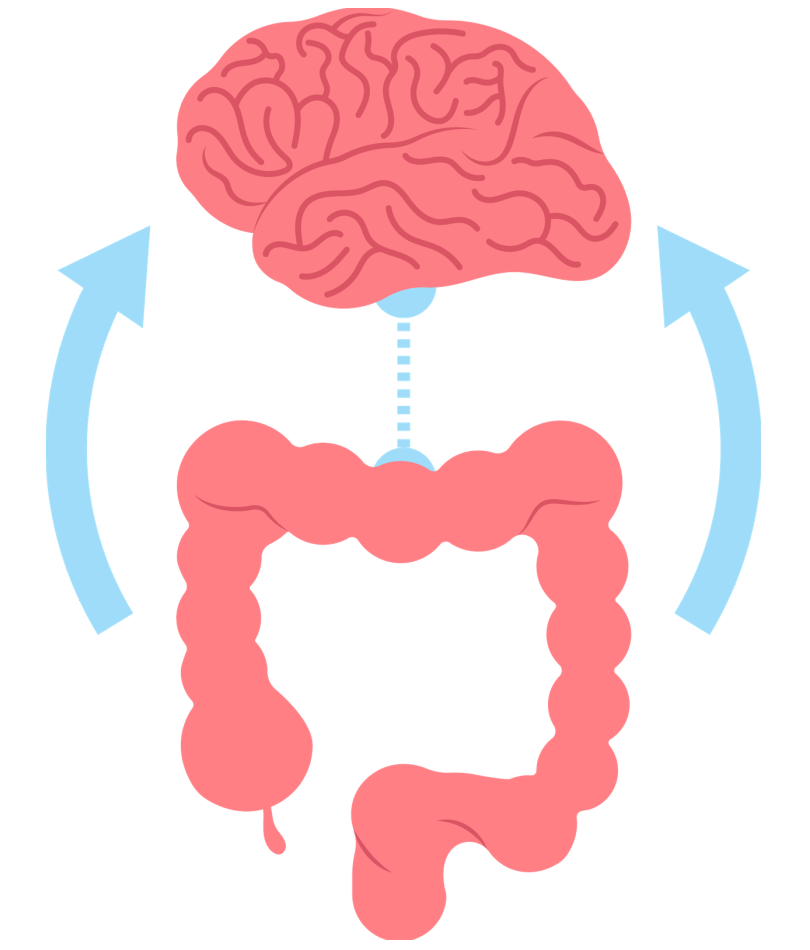 Brain-gut connection diagram